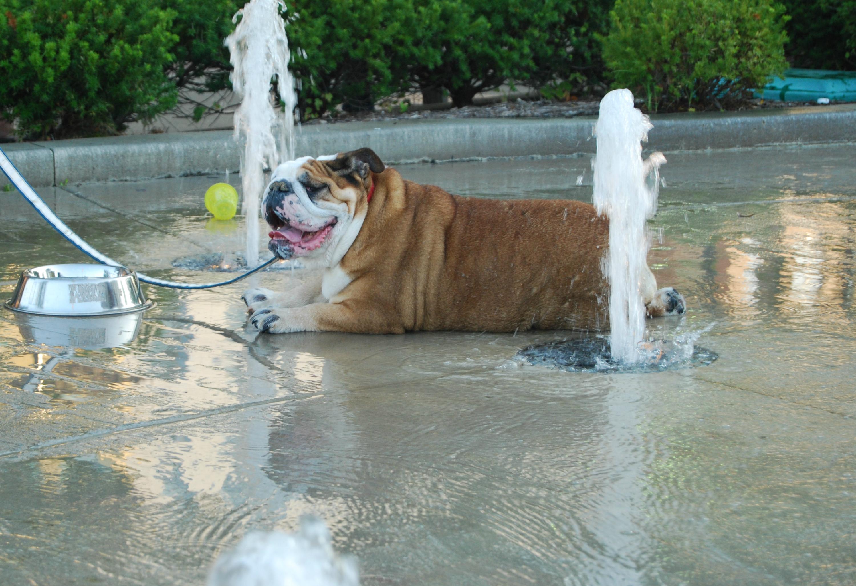 fat dog in fountain